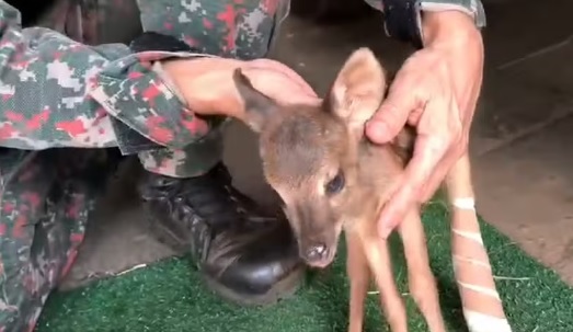 Filhote de cervo é resgatado pela Polícia Militar Ambiental em lavoura de cana em Costa Rica