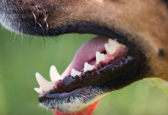 Criança é atacada por cão no bairro Santos Dumont em Costa Rica