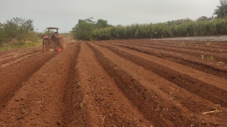 Prefeitura de Costa Rica fortalece agricultura familiar para sustentar a economia local
