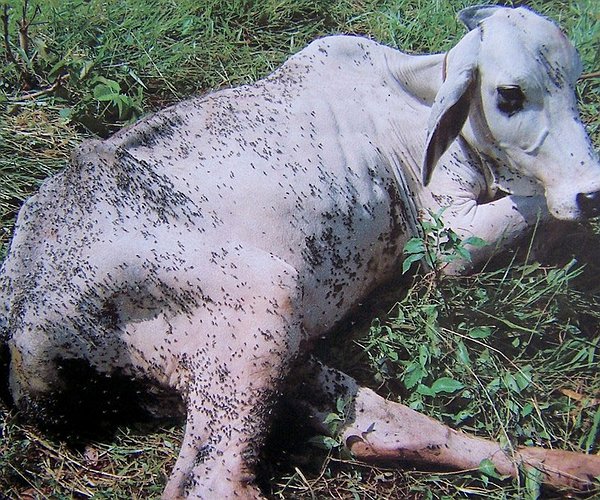 Costa Rica implementa lei para combate à mosca-dos-estábulos com foco na saúde pública