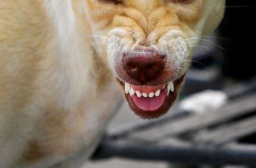Ataque de cães termina em confusão e intervenção policial em Costa Rica