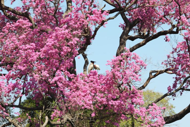 Com influência direta do fogo, resiliência do Pantanal é marcada por ciclos de cheia, seca e vegetação adaptada
