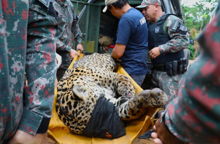 Após ataque atípico e captura no Pantanal, onça-pintada chega ao CRAS e passa por exames