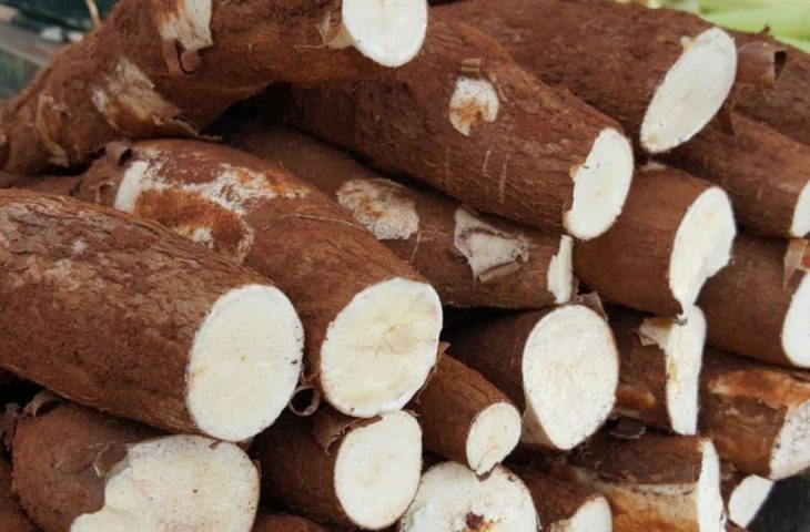 Mandioca é o produto mais comercializado na Ceasa de MS entre os cultivados no Estado